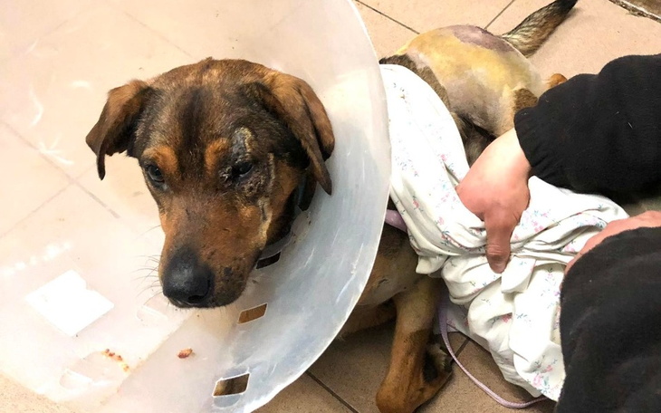 Zbiórka Operacja i leczenie Kapitana - zdjęcie główne