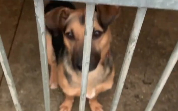 Zbiórka Zbieram na karmę dla schronisk - zdjęcie główne