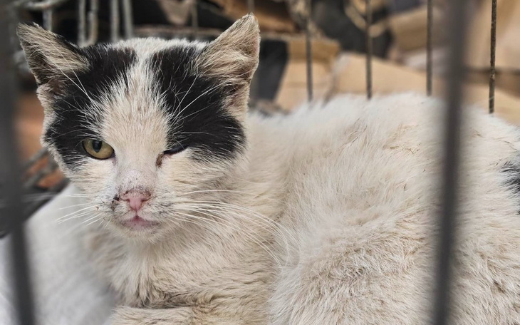 Zbiórka Ratujemy Kotkę Gosię - zdjęcie główne