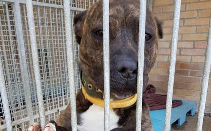 Zbiórka Hektor - zdjęcie główne