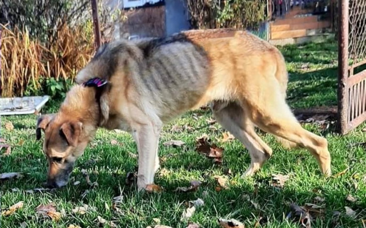 Zbiórka JestTakiPies-Tango - zdjęcie główne