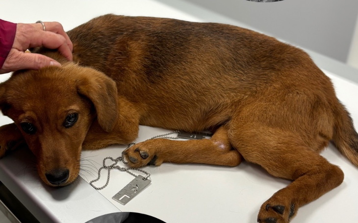 Zbiórka Pomóżmy Pimpusiowi - zdjęcie główne