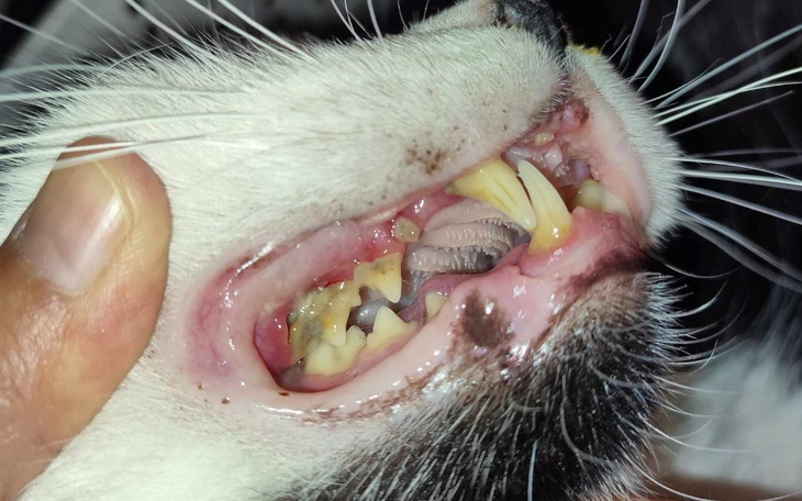 Zbiórka Na leczenie ząbków Lesia - zdjęcie główne