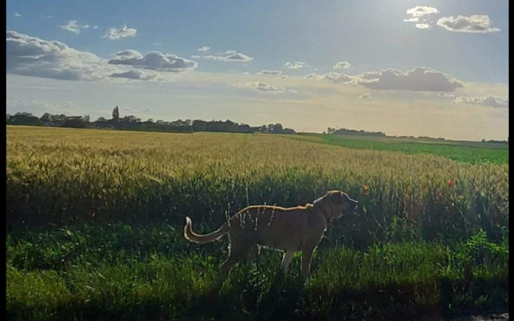 Zbiórka Na leczenie psa3 - zdjęcie główne