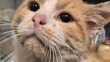 Zbiórka Jeszcze patrzy, ale gaśnie - miniaturka zdjęcia