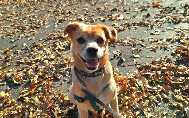 Zbiórka Insulina dla Brylanta - zdjęcie główne