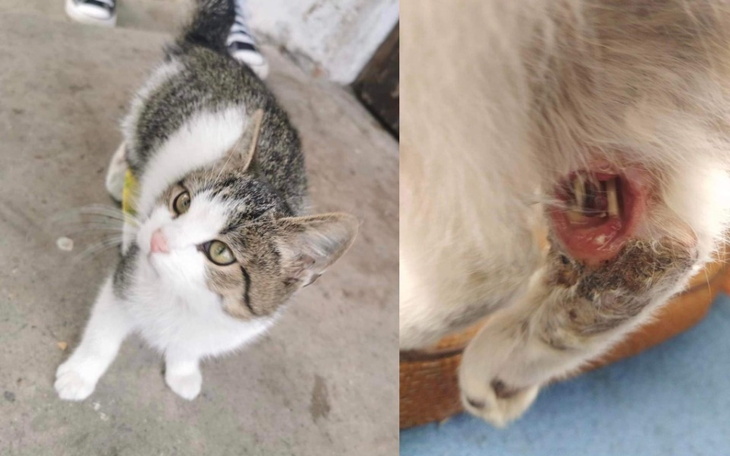 Zbiórka Amputacja łapki małego kotka - zdjęcie główne