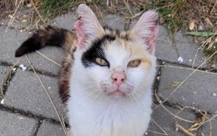 Kot z charakterystycznym umaszczeniem, patrzący w obiektyw.