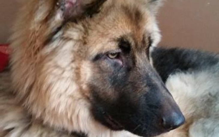 Zbiórka uratować Ritę - zdjęcie główne