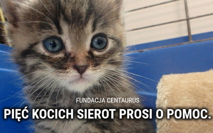 Zbiórka Gdy umiera mama. - zdjęcie główne