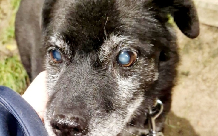 Czarny pies z siwymi włosami, patrzący w obiektyw.