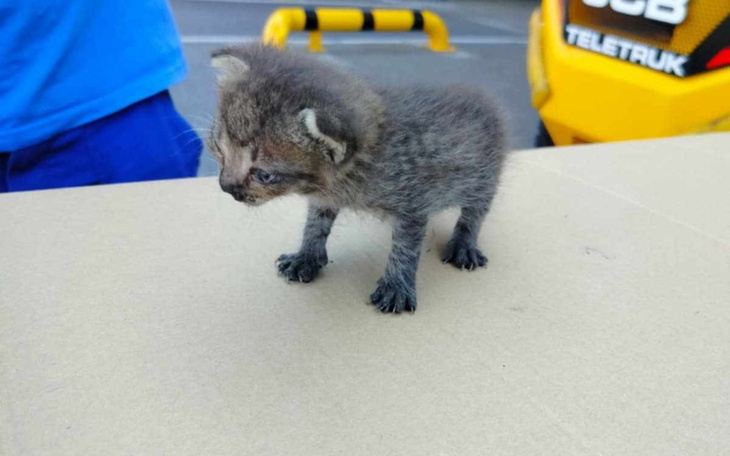 Mały kociak stojący na stole, z ciekawym wyrazem.