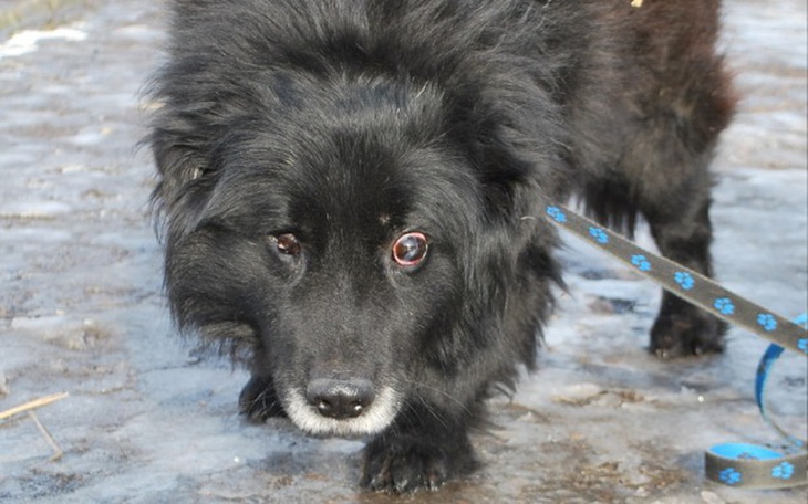 Zbiórka Niewidomy cierpiący z bólu - zdjęcie główne