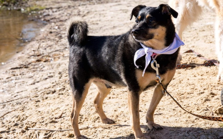 Zbiórka Na leczenie KORIEGO - zdjęcie główne