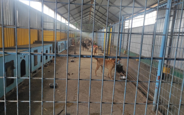 Zbiórka Zapomniane psy z Białogardu - zdjęcie główne