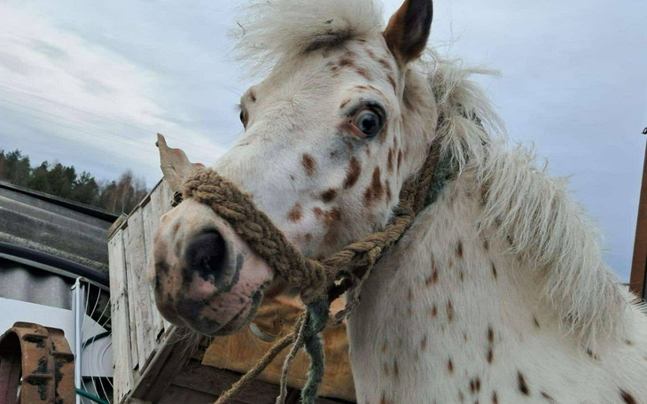 Koń z plamami, patrzący w stronę kamery.