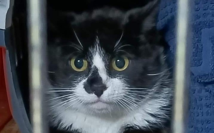 Zbiórka Dla głodnych kotów - zdjęcie główne