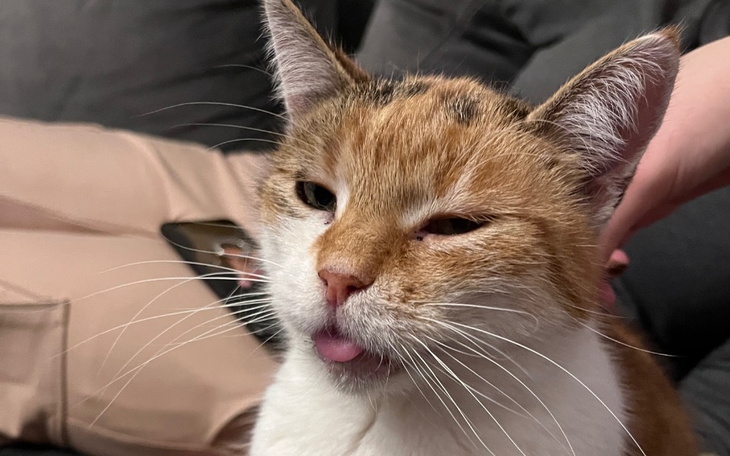 Zbiórka Przewlekłe zapalenie dziąseł - zdjęcie główne