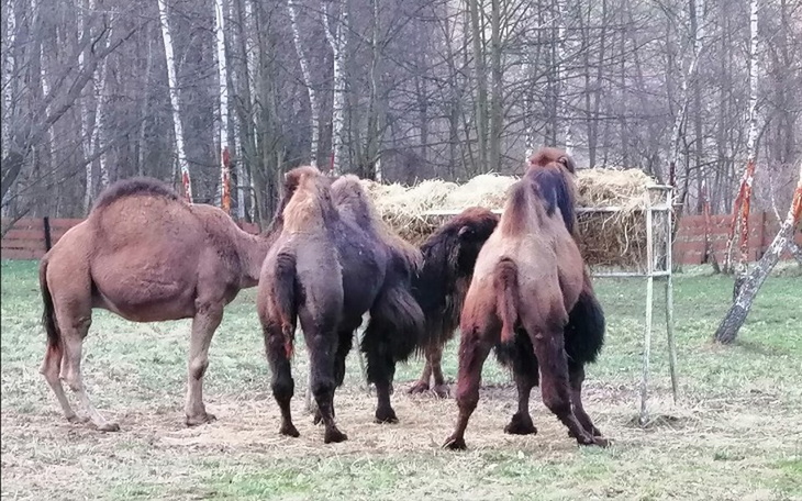Zbiórka Siano dla zwierząt - zdjęcie główne