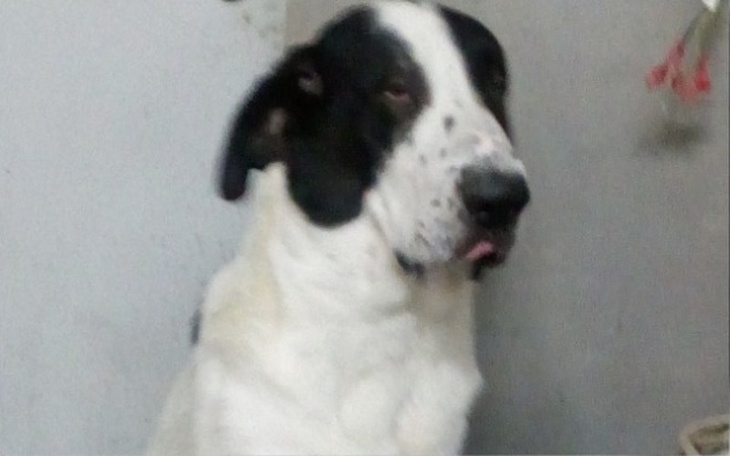 Zbiórka więzadło dla LUCJANA - zdjęcie główne