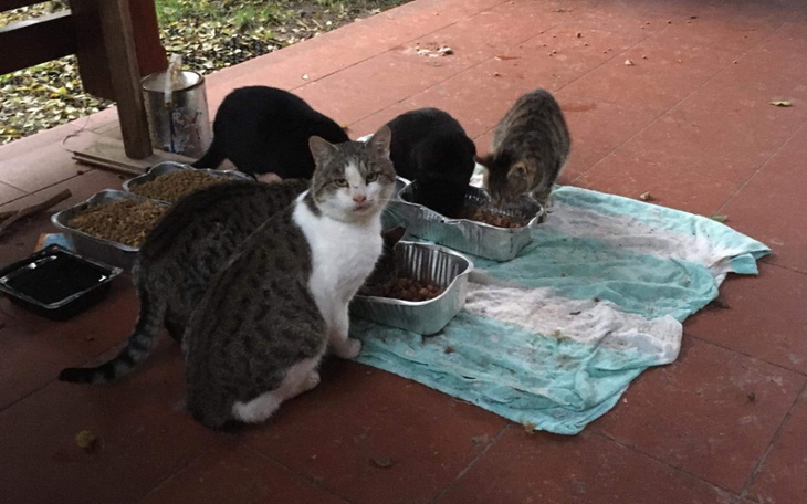 Zbiórka Bezdomniaki proszą o pomocc - zdjęcie główne