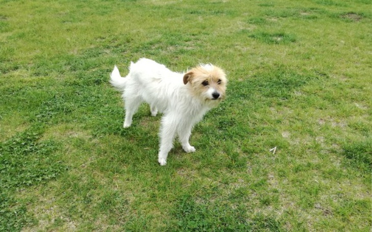 Zbiórka Na badania dla bezdomnej suni - zdjęcie główne