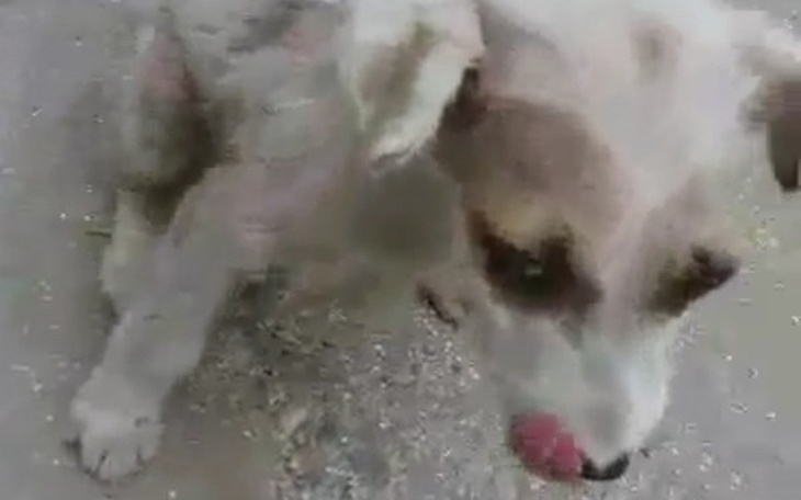 Zbiórka Pomóż uratować małe cudo! - zdjęcie główne