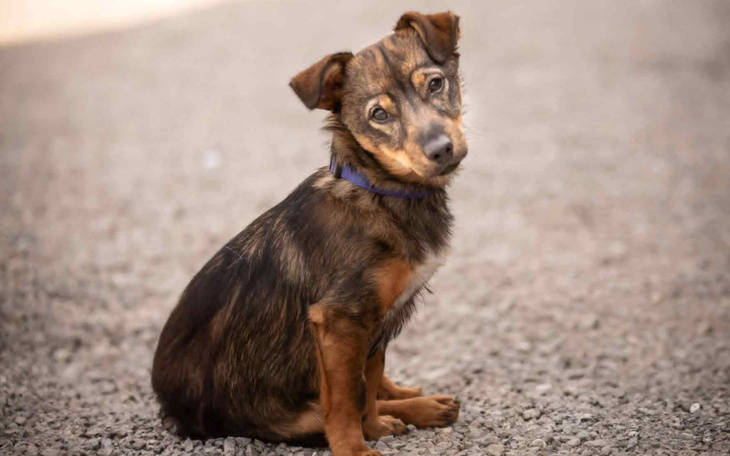 Mały piesek siedzący na drodze, patrzący w bok.