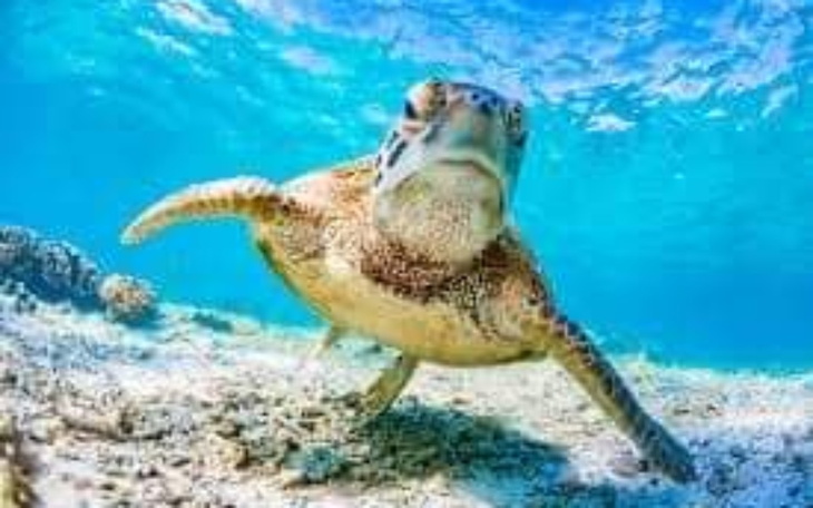 Zbiórka Na żółwiki z Antarktydy - zdjęcie główne