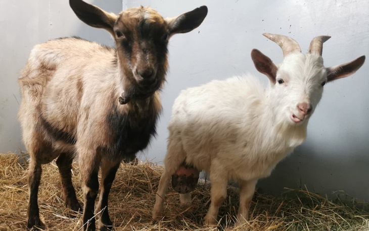 Zbiórka Ratujemy koziołki - zdjęcie główne