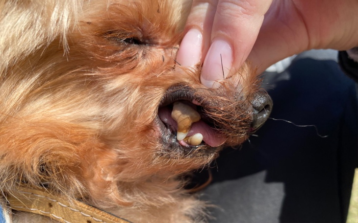 Zbiórka Przerzucony przez ogrodzenie - zdjęcie główne