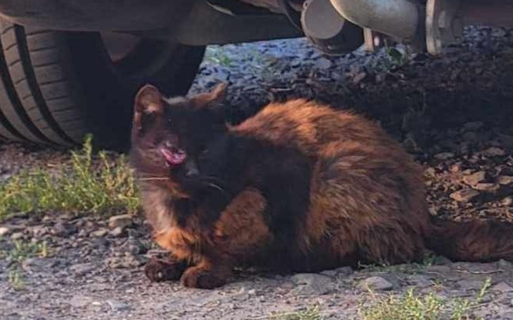 Zbiórka Na utrzymanie w domu tymczasowym - zdjęcie główne