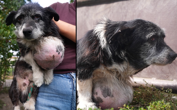 Pies z dużym guzem, trzymany przez osobę.