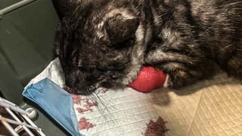 Zbiórka Połamana żuchwa, porażone nerwy - miniaturka zdjęcia