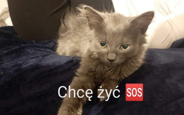 Zbiórka Na ratowanie życia małej Lili - zdjęcie główne