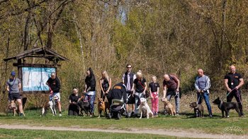 Zbiórka 20 psów, setki potrzeb... - miniaturka zdjęcia
