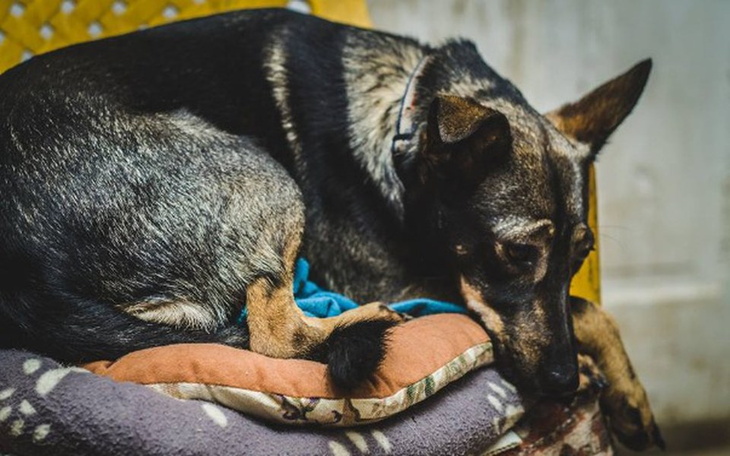 Zbiórka PrzytulPsisko - zdjęcie główne