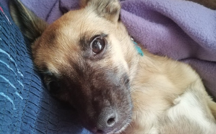 Zbiórka Na uratowanie psiej łapki - zdjęcie główne