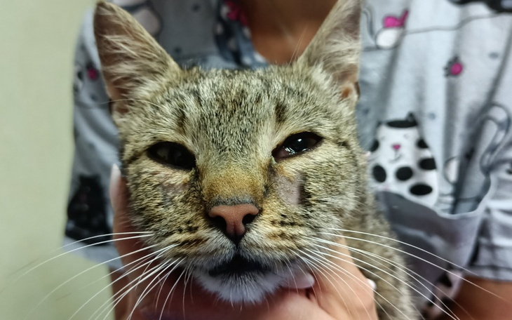 Zbiórka Opuchnięta chora bezdomna kotka - zdjęcie główne