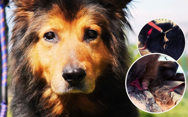 Pies z brązową sierścią, zbliżenie na jego twarz.