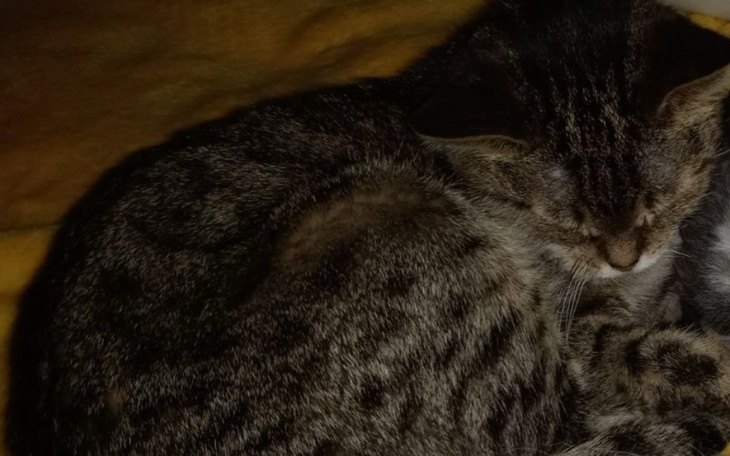 Zbiórka Chory kotek Tosiek - zdjęcie główne