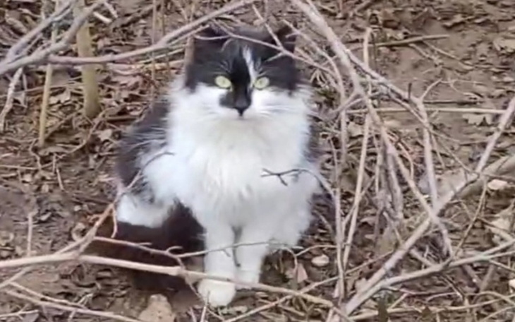 Kot w zaroślach, patrzący w stronę obiektywu.