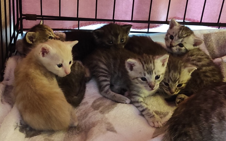 Zbiórka Na start kocich dzieci. - zdjęcie główne