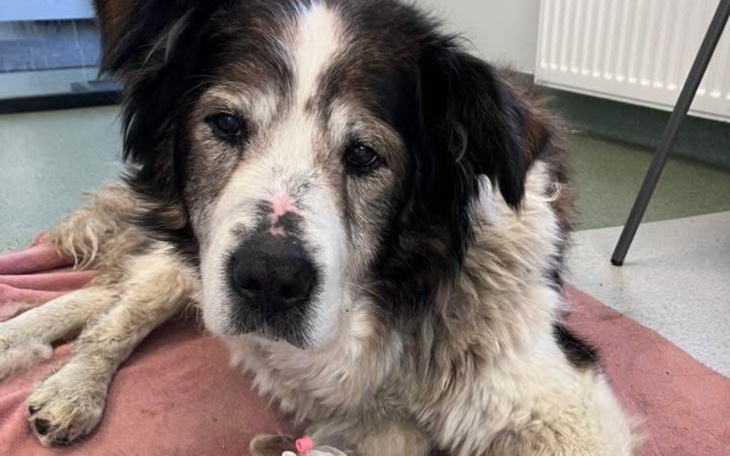 Stary pies leżący na podłodze, z wyrazem smutku na twarzy.