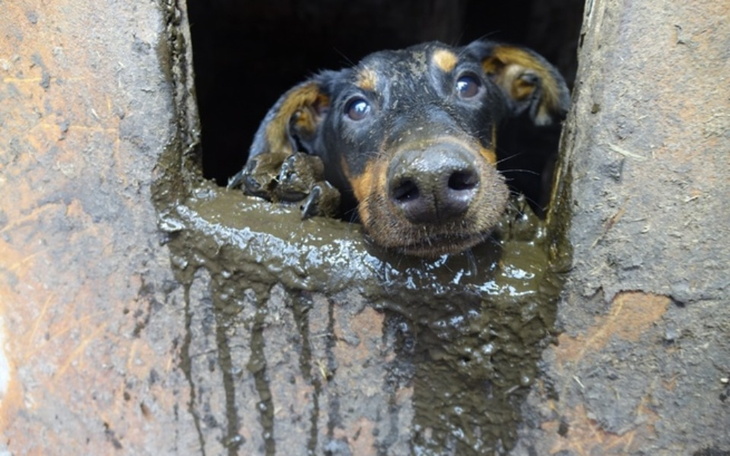 Pies z głową wystającą z brudnej dziury, wygląda na zmartwionego.