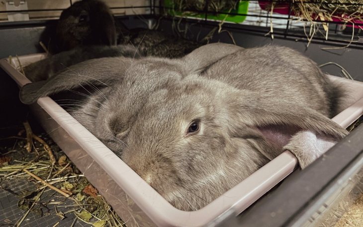 Zbiórka Pomóżcie nam przetrwać lato... - zdjęcie główne