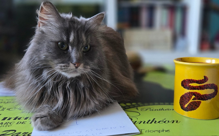 Szary kot leżący na stole obok filiżanki.