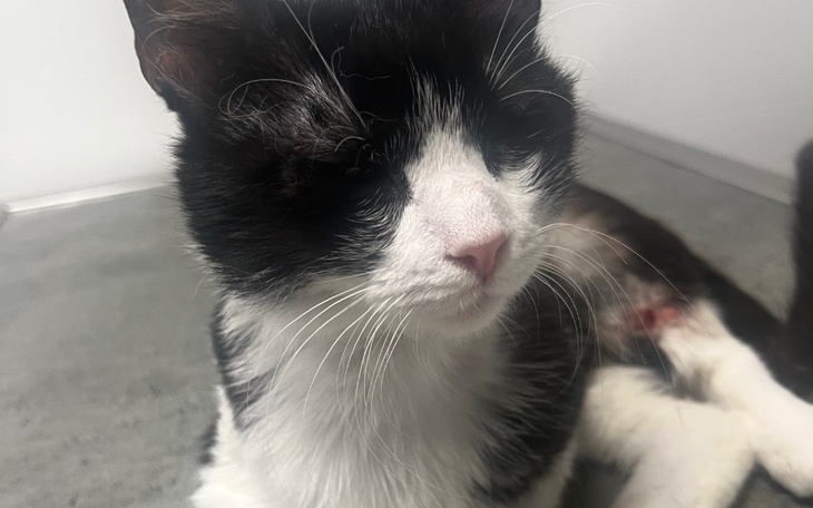 Zbiórka Na leczenie złamanej łapy - zdjęcie główne