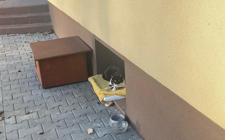 Zbiórka Dla Kotki - Dzikuski - zdjęcie główne