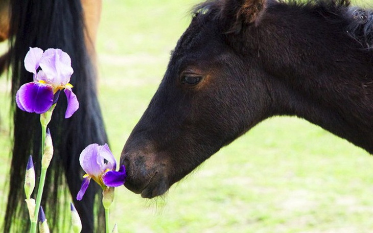 Zbiórka Smutny, malutki Poeta - zdjęcie główne